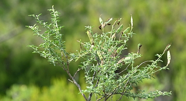 “İzmirborçağı” literatüre kazandırıldı