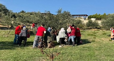 Engelli yurttaşlar ve yakınları zeytin hasadında buluştu